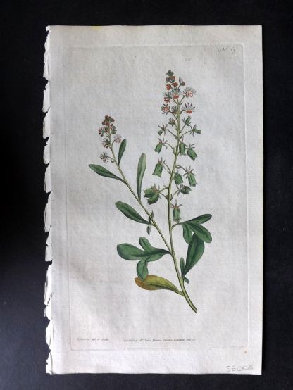 curtis-1787-antique-hand-col-botanical-print.-sweet-scented-resda-or-mignonette-29-183573-p[ekm]416x554[ekm]